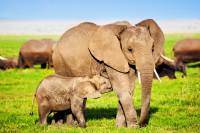 sejour tanzanie zanzibar groupe elephants safari