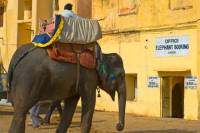 faire un tour sur le dos d un elephant en inde