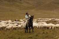 circuit mongolie groupe steppes berger moutons
