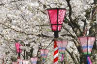 voyage groupe japon tokyo fleurs cerisier