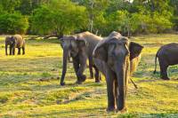 visiter orphelinat elephant asie comite entreprise